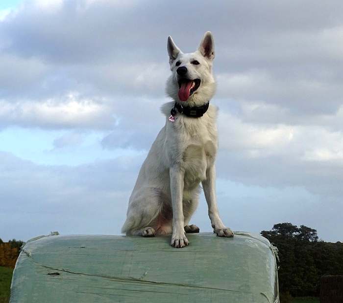 Aragon - Weisser Schferhund von den Grenzgngern